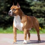 American Staffordshire Terrier Charakter Pflege Passion Hund