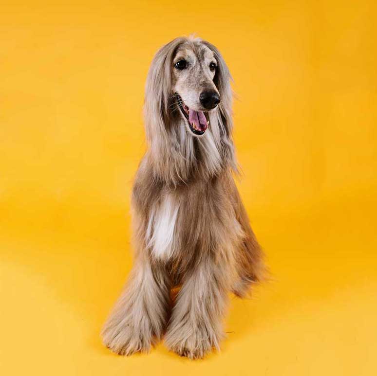 afghanischen Windhund Hund Design Neuheit Socken in Grau