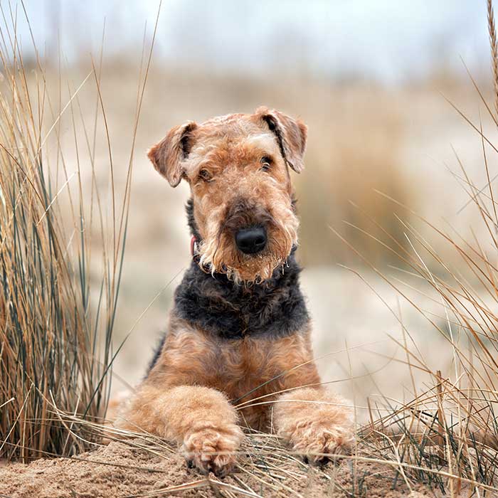 Airedale Terrier am strand