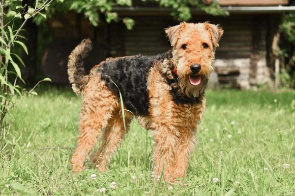 Airedale Terrier Ganzkörperansicht