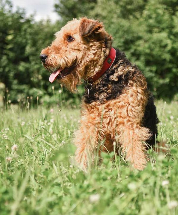 Airedale Terrier sitzend
