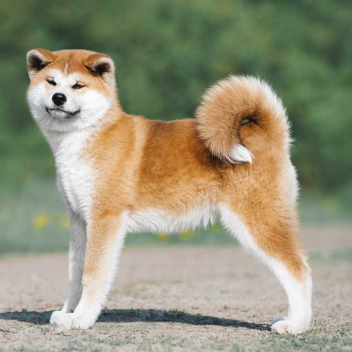 Akita Inu - Rassenmerkmale - & Charakter Hund