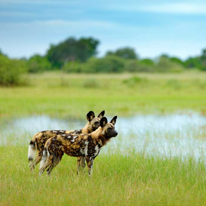 Zwei afrikanische Wildhunde