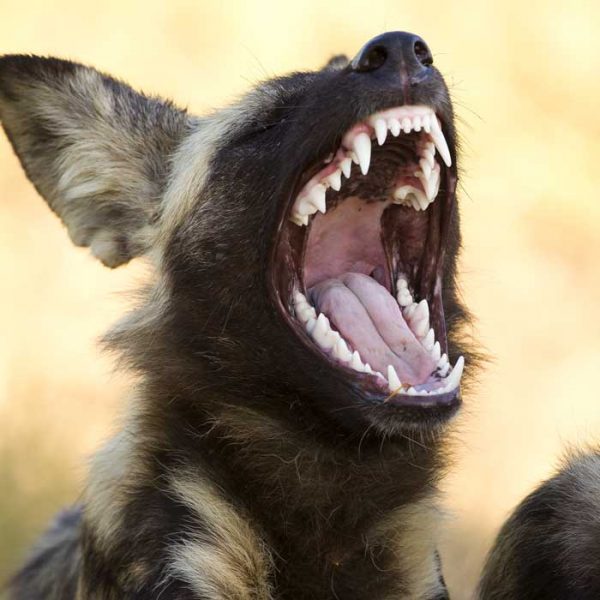Afrikanischer Wildhund oder Hyänenhund