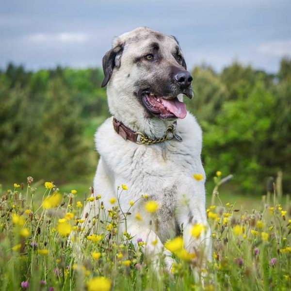 Anatolischer Hirtenhund mit Blumen im Vordergrund