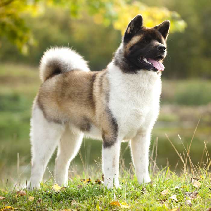 American Akita - Geschichte, Charakter & Pflege - Passion Hund