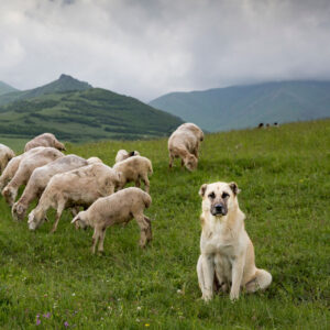 Anatolischer Hirtenhund bewacht eine Herde Schafe