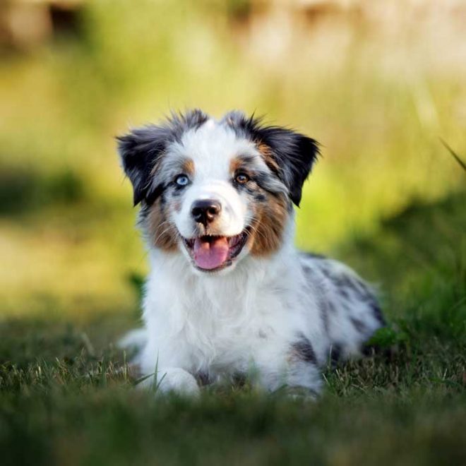 Australian Shepherd Geschichte &amp; Charakter Passion Hund