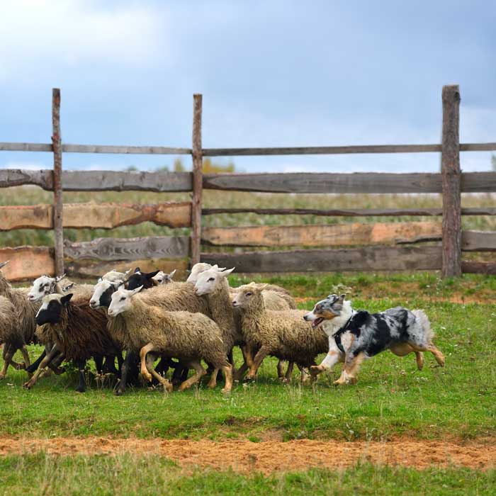 Australian Shepherd mit einer Herde Schafe