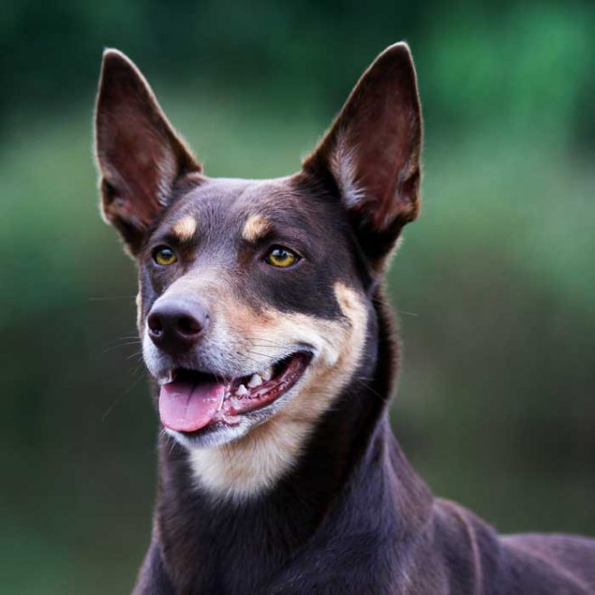 Der Australian Kelpie – sportlicher und sensilber Weggefährte!