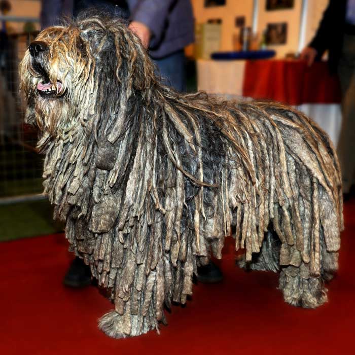 Bergamasker Hirtenhund bei einer Ausstellung