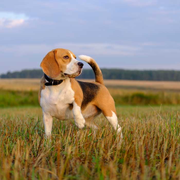 Beagle auf einem Feld