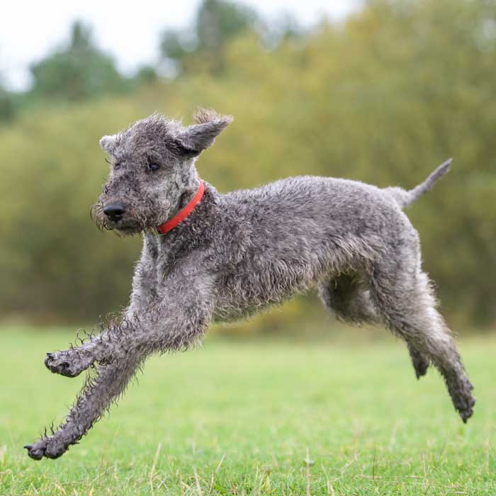 Bedlington Terrier Grau