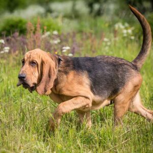 Bloodhound auf Spurensuche