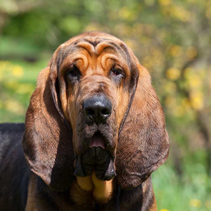 Bloodhound von vorne