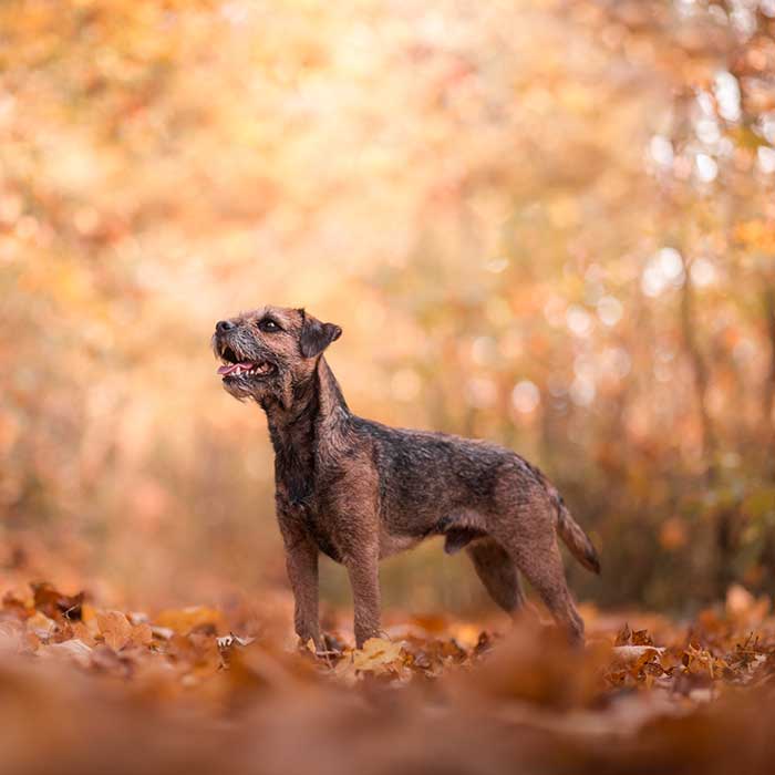 Border Terrier im Herbst im Wald