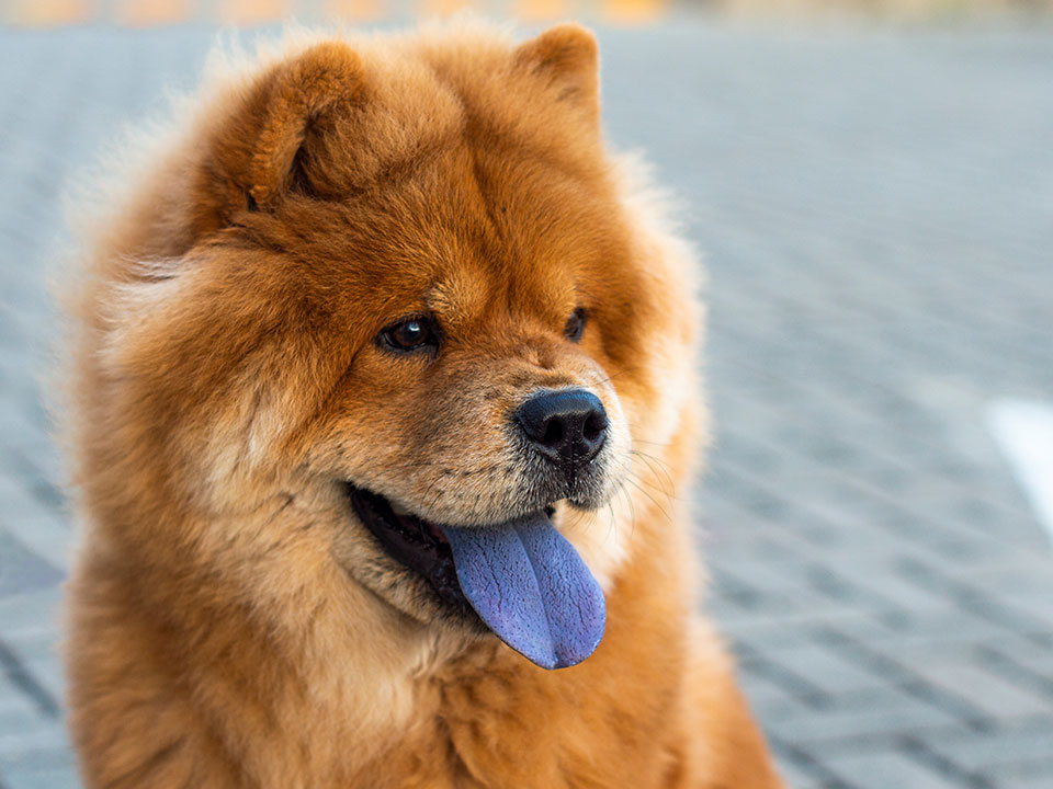 Hund mit blauer Zunge