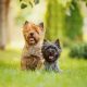 Cairn Terrier ganzkörper schwarz und braun