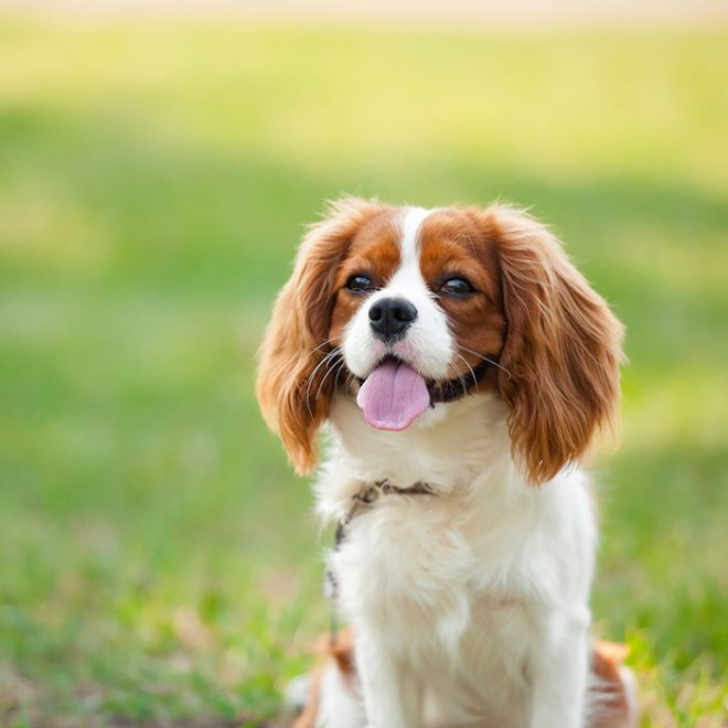 Cavalier King Charles Spaniel - Charakter & Wesen - Passion Hund