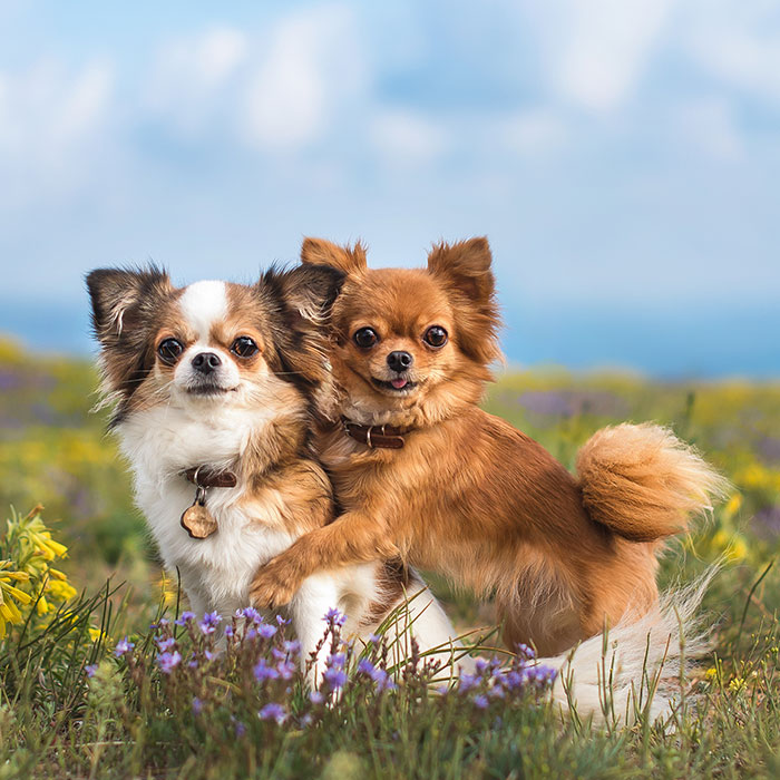 Zwei Chihuahua geben sich eine Umarmung