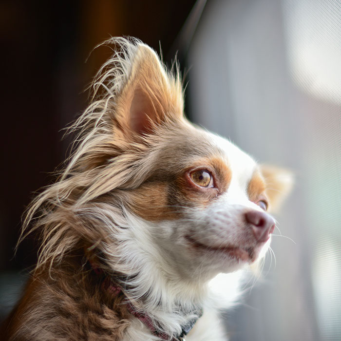 Chihuahua mit langen Haaren