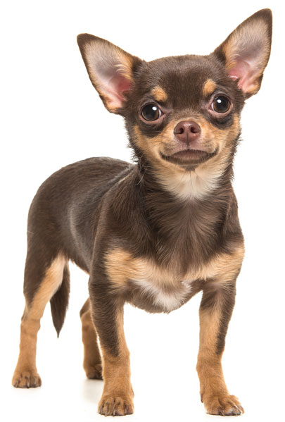 Chihuahua braun weisser hintergrund