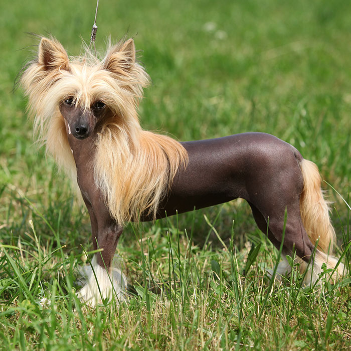 Chinesischer Schopfhund blond