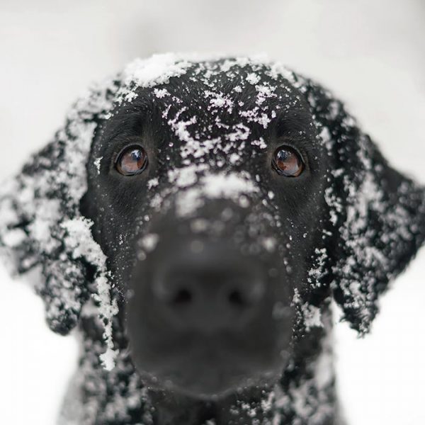 Curly-Coated Retriever close up