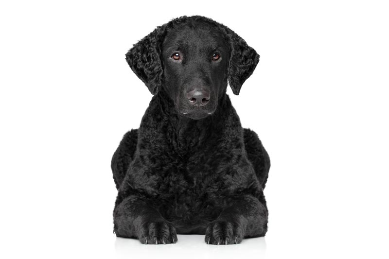 Curly-Coated Retriever isoliert