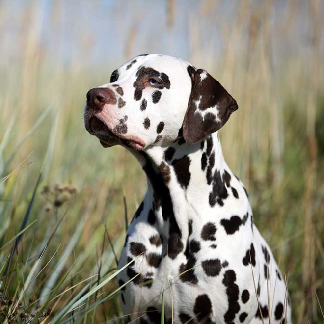 Der Dalmatiner kein Hund für Stubenhocker Passion Hund