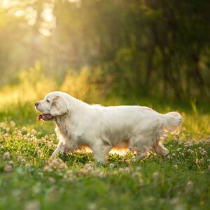 Clumber Spaniel im gegenlicht