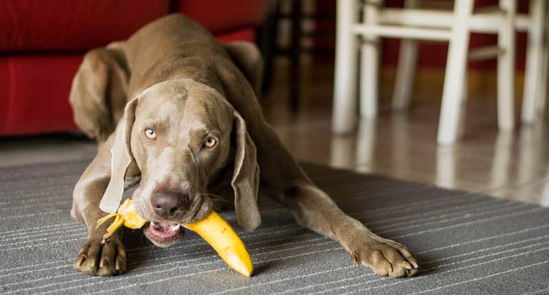 Hunde mit Banane im Maul