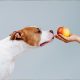 Dürfen Hunde Äpfel essen? Pitbull mit Apfel