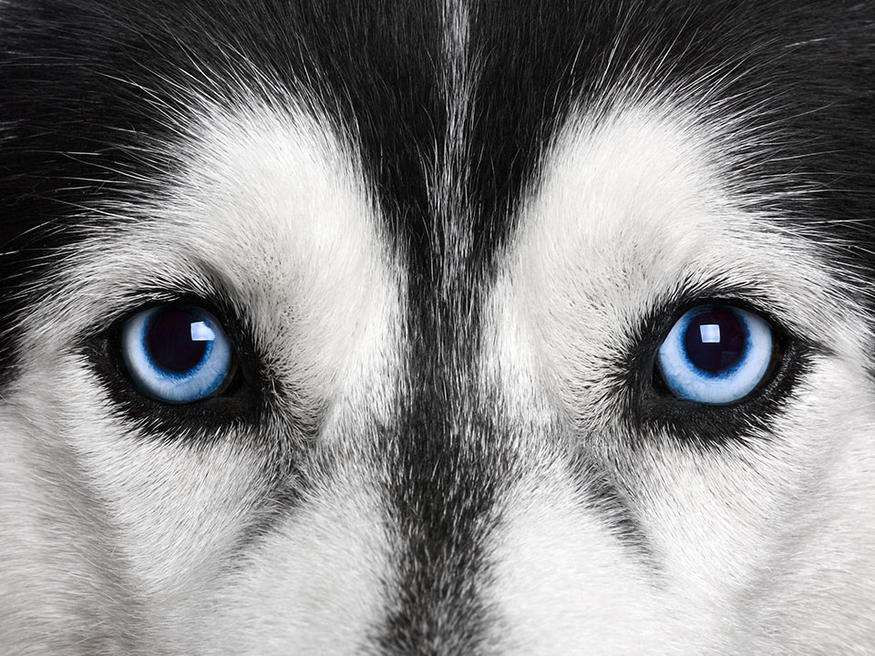 Hunde mit blauen Augen