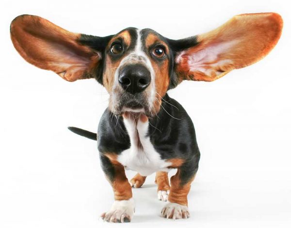 Hunde mit langen Ohren Passion Hund