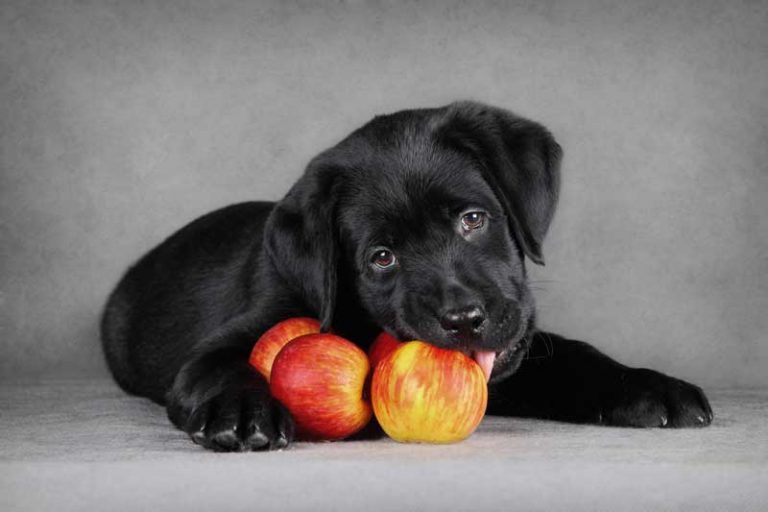 Dürfen Hunde Äpfel essen? Passion Hund