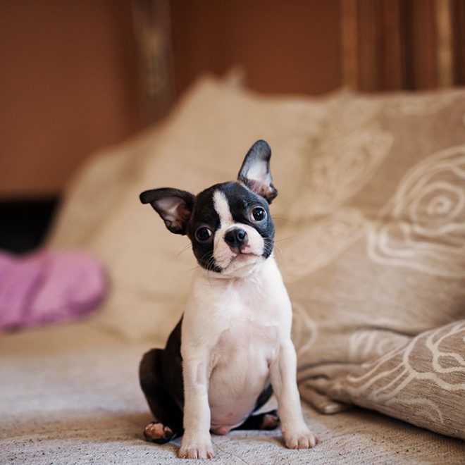 Boston Terrier – Passion Hund