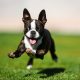 Bosten terrier springend