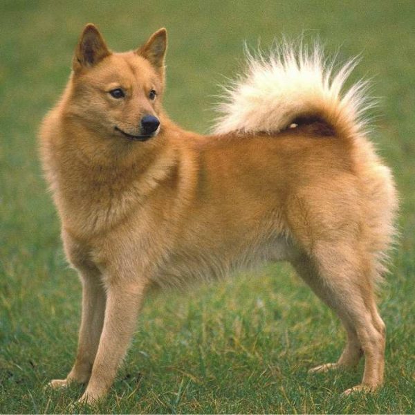 Finnish Spitz im gras