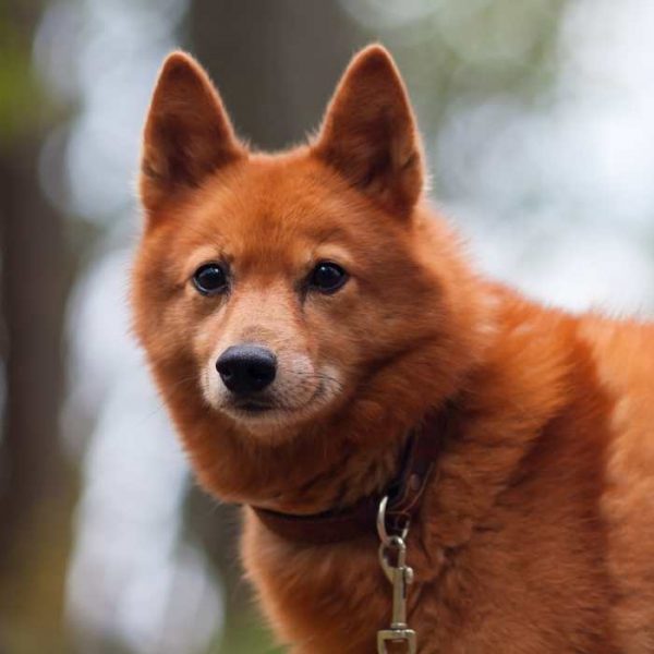 Finnish Spitz close up