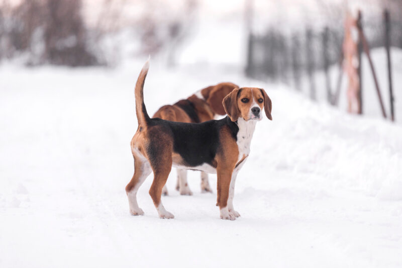 beagle harrier im Schnee