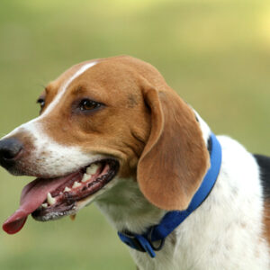 beagle harrier close up