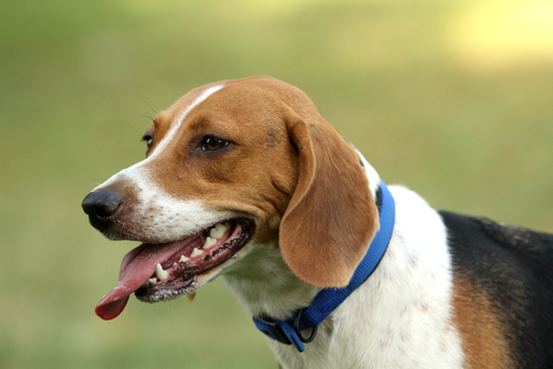 beagle harrier close up