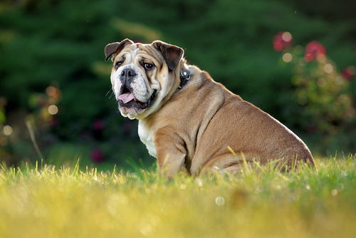 Englische Bulldogge im gras