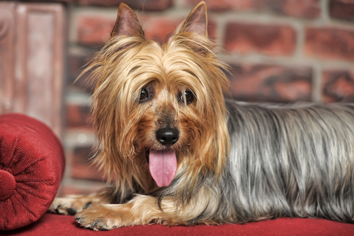 silky terrier close up