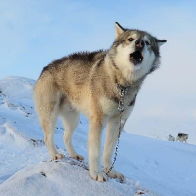 Grönlandhund dänische Arbeitshund Passion Hund