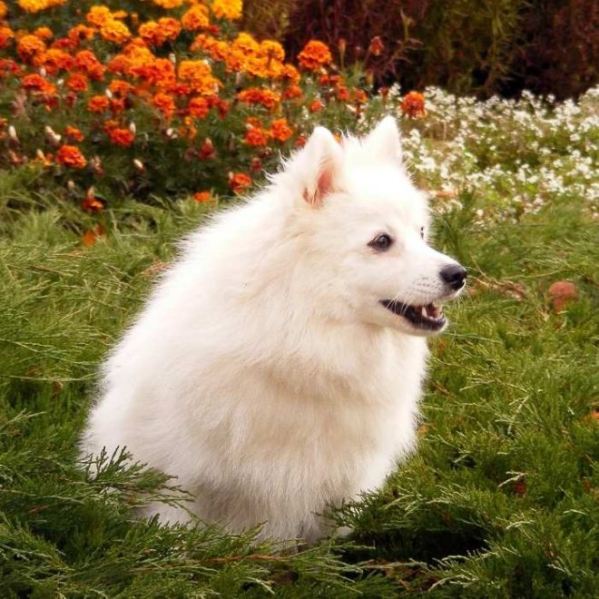 Der Japan Spitz ein wolliger Herzensbrecher Passion Hund