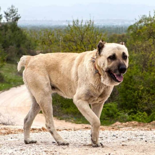 Kangal Hütehund ein Hund mit Charakter Passion Hund Kangal Hütehund ein Hund mit Charakter Passion Hund