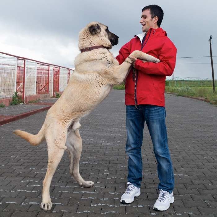 Awakening Inspektion Medicinsk malpractice Kangal Hütehund – ein Hund mit Charakter- Passion Hund