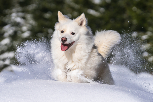 islandhund im schnee